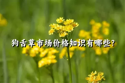 狗舌草市场价格知识有哪些？