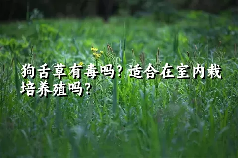 狗舌草有毒吗？适合在室内栽培养殖吗？