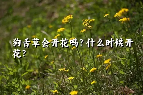 狗舌草会开花吗？什么时候开花？