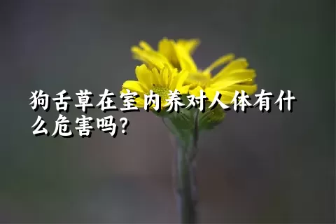 狗舌草在室内养对人体有什么危害吗？