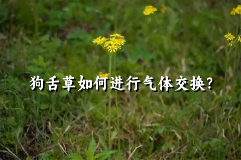 狗舌草如何进行气体交换？