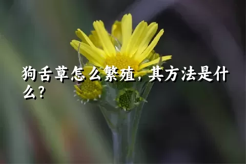 狗舌草怎么繁殖，其方法是什么？