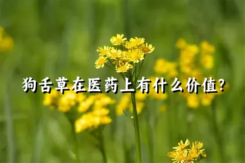 狗舌草在医药上有什么价值？