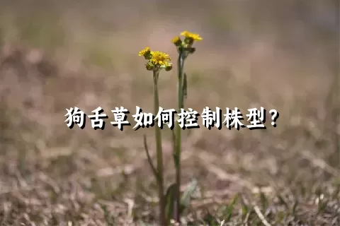 狗舌草如何控制株型？