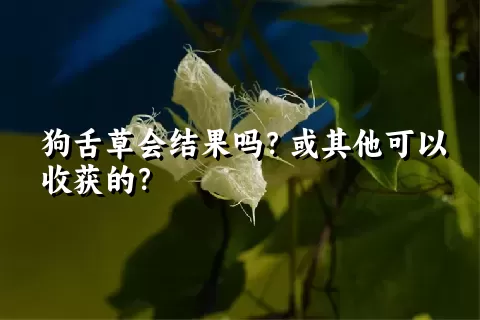 狗舌草会结果吗？或其他可以收获的？