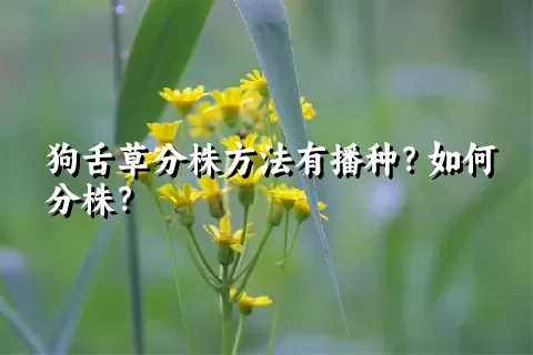 狗舌草分株方法有播种？如何分株？