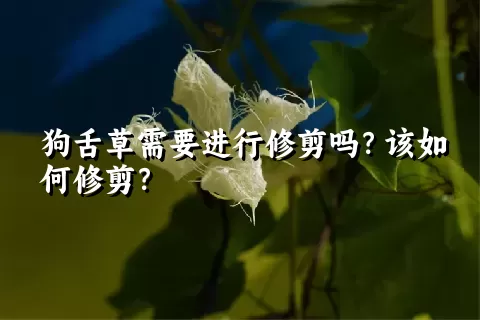 狗舌草需要进行修剪吗？该如何修剪？