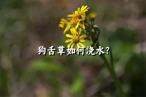 狗舌草如何浇水？