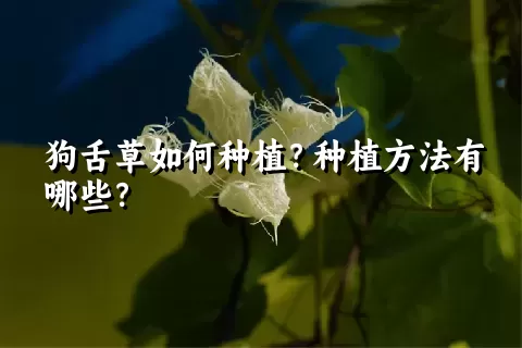 狗舌草如何种植？种植方法有哪些？