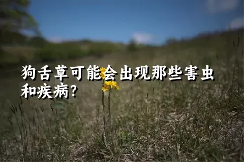 狗舌草可能会出现那些害虫和疾病？