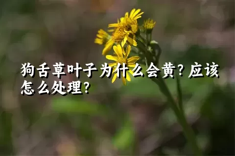 狗舌草叶子为什么会黄？应该怎么处理？