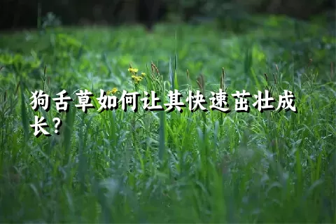 狗舌草如何让其快速茁壮成长？