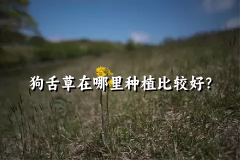 狗舌草在哪里种植比较好？