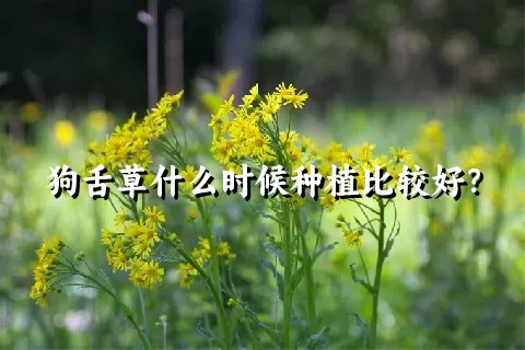 狗舌草什么时候种植比较好？