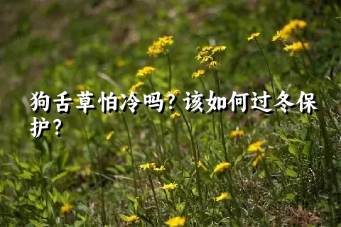 狗舌草怕冷吗？该如何过冬保护？