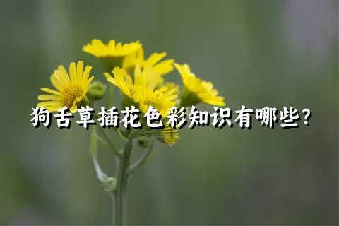 狗舌草插花色彩知识有哪些？