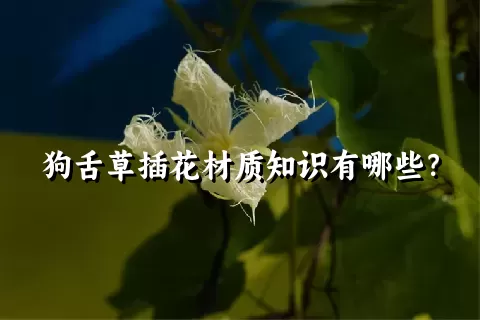 狗舌草插花材质知识有哪些？