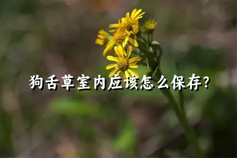 狗舌草室内应该怎么保存？