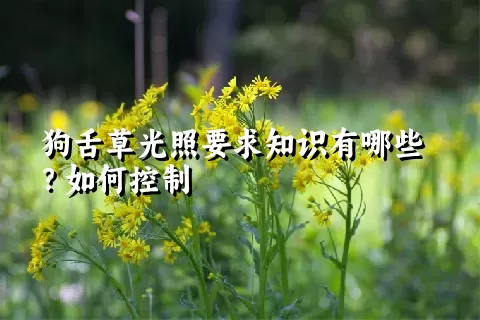 狗舌草光照要求知识有哪些？如何控制