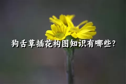 狗舌草插花构图知识有哪些？