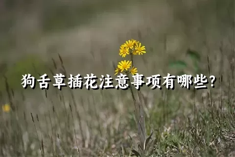 狗舌草插花注意事项有哪些？