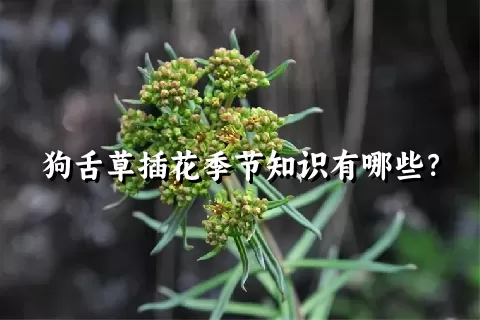 狗舌草插花季节知识有哪些？