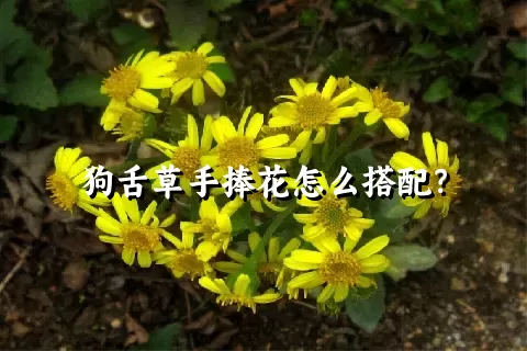 狗舌草手捧花怎么搭配？