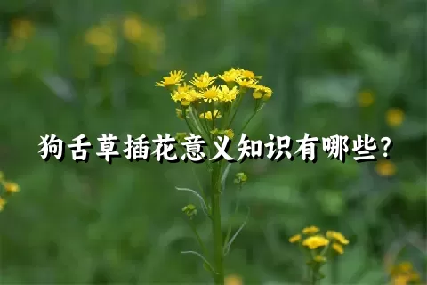 狗舌草插花意义知识有哪些？