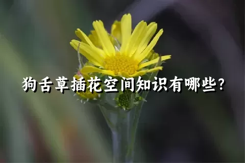 狗舌草插花空间知识有哪些？