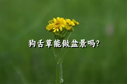 狗舌草能做盆景吗？