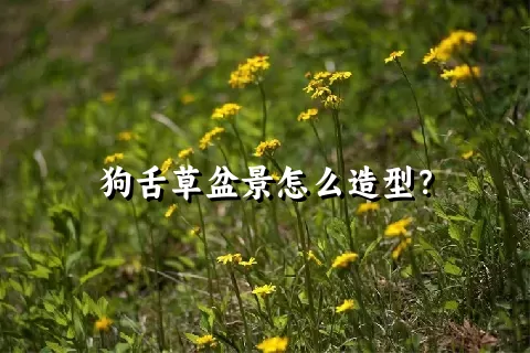 狗舌草盆景怎么造型？