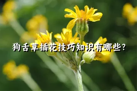 狗舌草插花技巧知识有哪些？