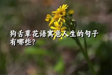 狗舌草花语寓意人生的句子有哪些？