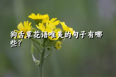 狗舌草花语唯美的句子有哪些？