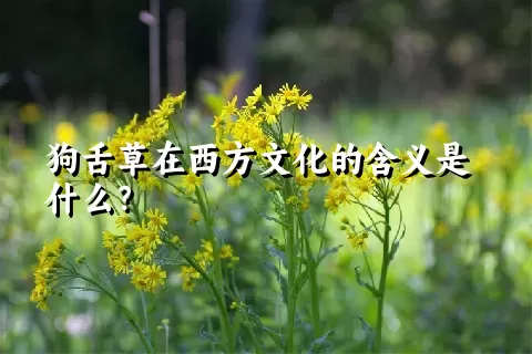 狗舌草在西方文化的含义是什么？