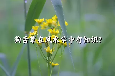 狗舌草在风水学中有知识？