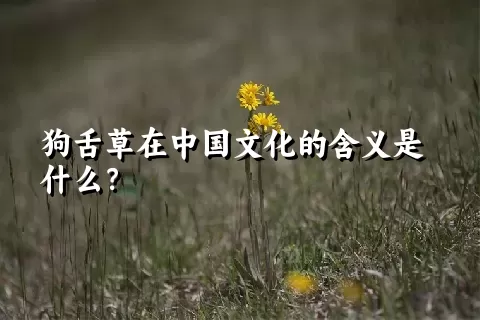 狗舌草在中国文化的含义是什么？