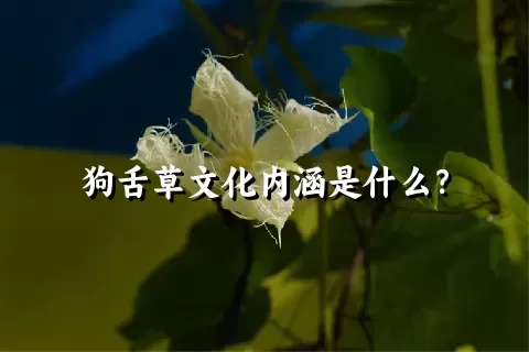 狗舌草文化内涵是什么？