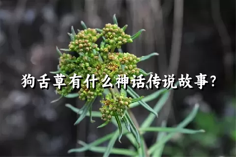 狗舌草有什么神话传说故事？