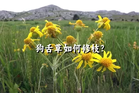 狗舌草如何修枝？