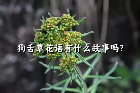 狗舌草花语有什么故事吗？