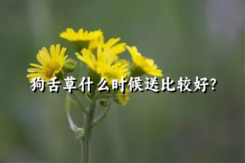 狗舌草什么时候送比较好？