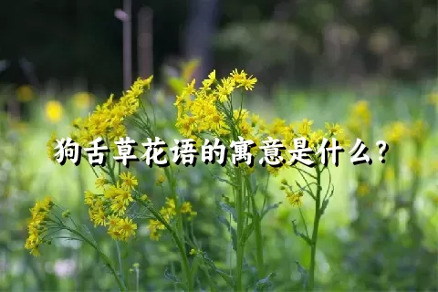 狗舌草花语的寓意是什么？