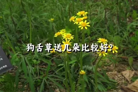 狗舌草送几朵比较好？