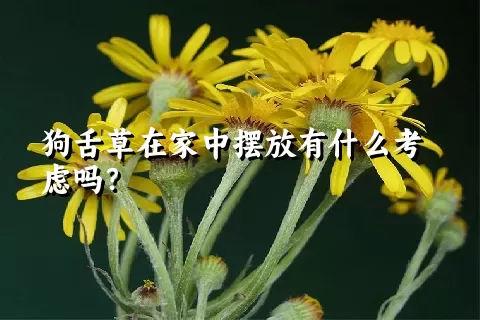 狗舌草在家中摆放有什么考虑吗？