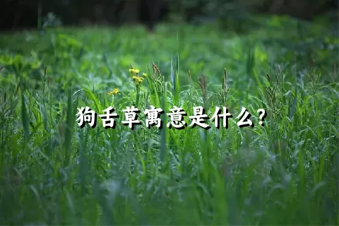 狗舌草寓意是什么？