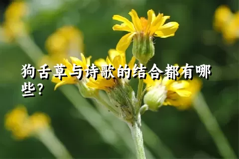 狗舌草与诗歌的结合都有哪些？