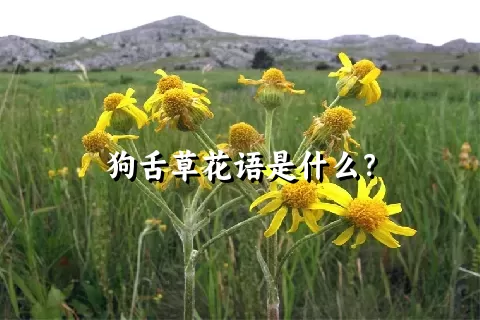 狗舌草花语是什么？