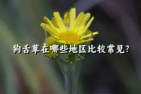 狗舌草在哪些地区比较常见？