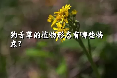 狗舌草的植物形态有哪些特点？